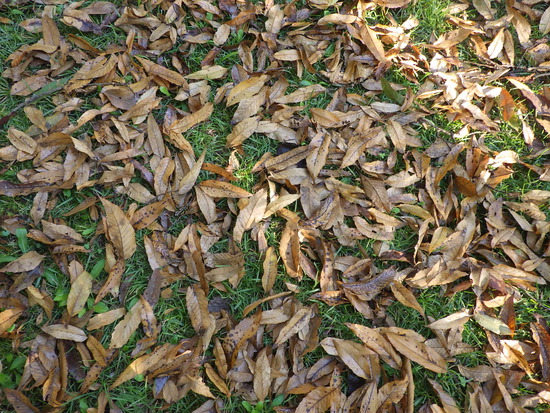【秋の散歩道】朝陽に輝く紅葉の森・深まる秋の水車公園