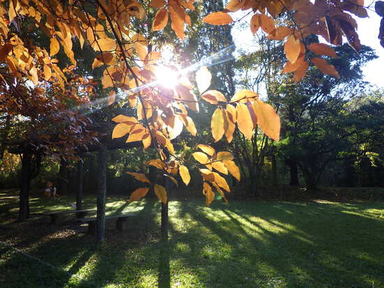【秋の散歩道】朝陽に輝く紅葉の森・深まる秋の水車公園