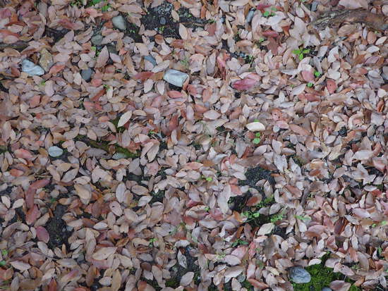 【秋の散歩道】朝陽に輝く紅葉の森・深まる秋の水車公園