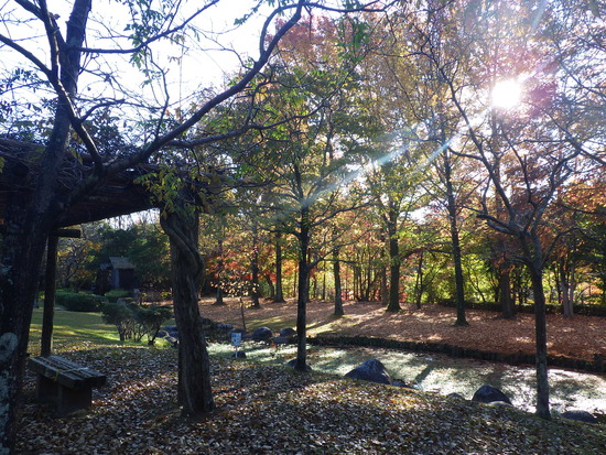 【秋の散歩道】朝陽に輝く紅葉の森・深まる秋の水車公園
