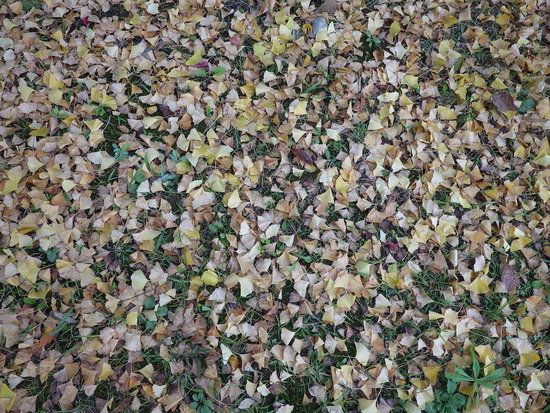 【秋の散歩道】朝陽に輝く紅葉の森・深まる秋の水車公園