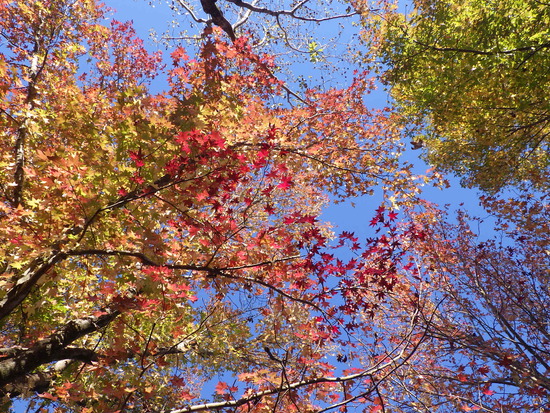 【はままつの空】11/14~11/20　一週間の空の欠片まとめ