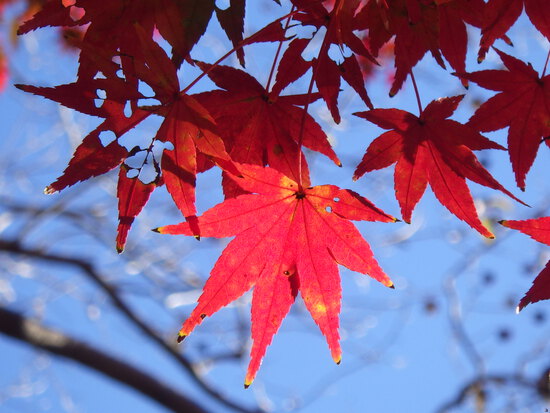 【はままつの空】11/14~11/20　一週間の空の欠片まとめ