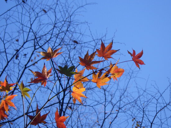 【はままつの空】11/14~11/20　一週間の空の欠片まとめ