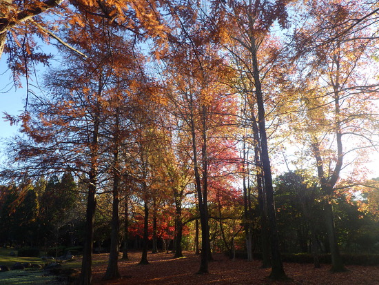 【秋の散歩道】紅葉の道・紅葉の空・水車公園の秋