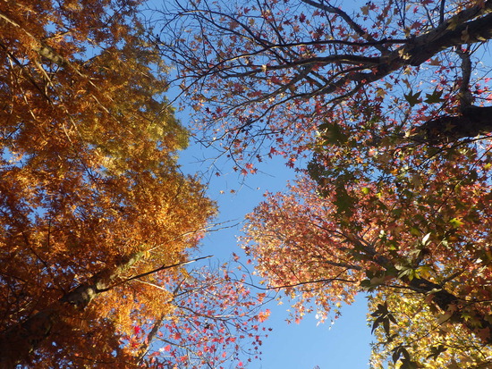 【秋の散歩道】紅葉の道・紅葉の空・水車公園の秋