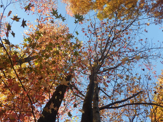 【秋の散歩道】紅葉の道・紅葉の空・水車公園の秋