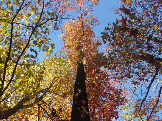 【秋の散歩道】紅葉の道・紅葉の空・水車公園の秋