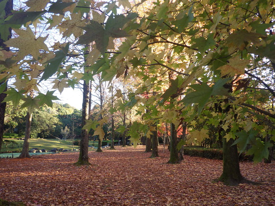 【秋の散歩道】紅葉の道・紅葉の空・水車公園の秋