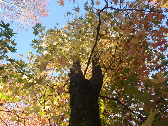【秋の散歩道】紅葉の道・紅葉の空・水車公園の秋