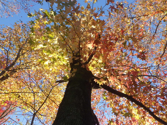 【秋の散歩道】紅葉の道・紅葉の空・水車公園の秋