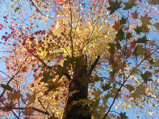 【秋の散歩道】紅葉の道・紅葉の空・水車公園の秋