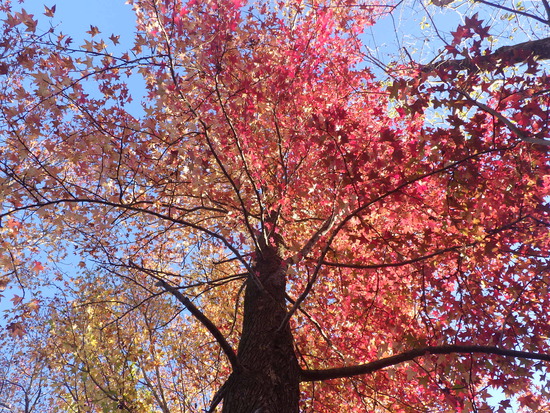 【秋の散歩道】紅葉の道・紅葉の空・水車公園の秋