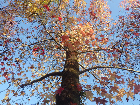 【秋の散歩道】紅葉の道・紅葉の空・水車公園の秋