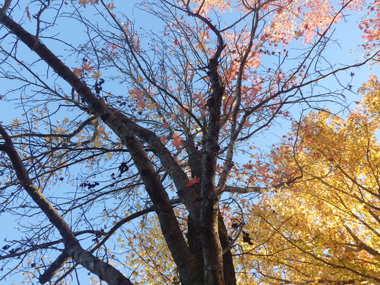 【秋の散歩道】紅葉の道・紅葉の空・水車公園の秋