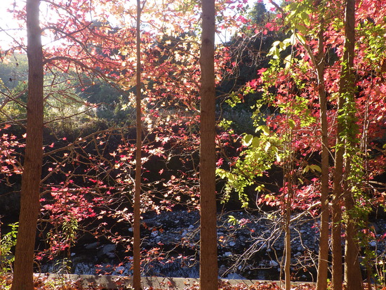 【秋の散歩道】紅葉の道・紅葉の空・水車公園の秋