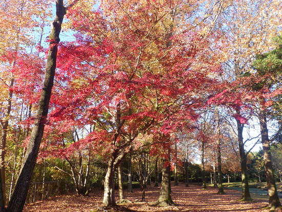 【秋の散歩道】紅葉の道・紅葉の空・水車公園の秋