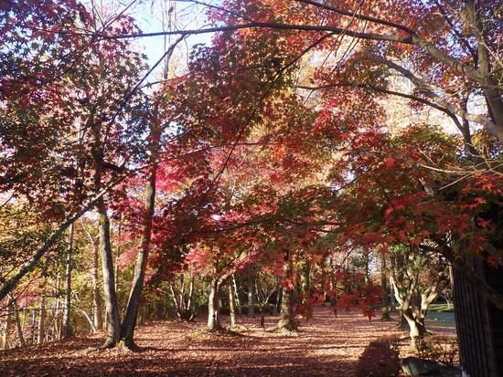 【秋の散歩道】紅葉の道・紅葉の空・水車公園の秋