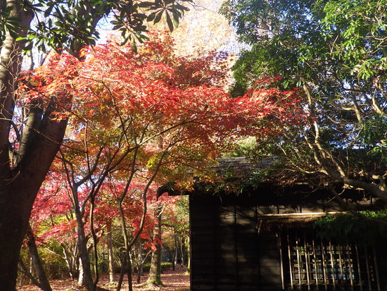 【秋の散歩道】紅葉の道・紅葉の空・水車公園の秋