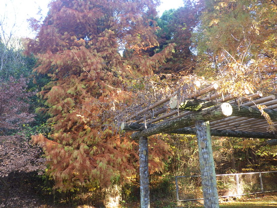 【秋の散歩道】紅葉の道・紅葉の空・水車公園の秋