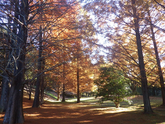 【秋の散歩道】紅葉の道・紅葉の空・水車公園の秋