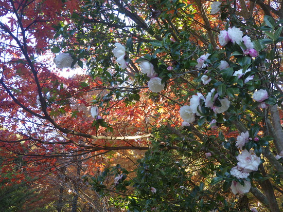 【秋の散歩道】紅葉の道・紅葉の空・水車公園の秋