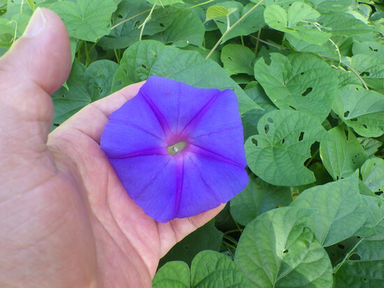 【秋の気配をさがして】佐鳴湖畔に咲く花＆はままつの空