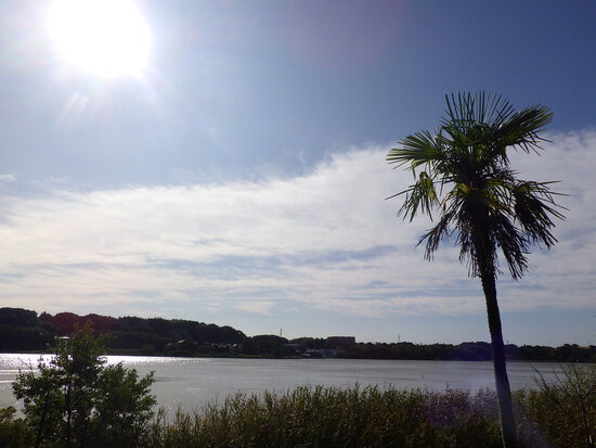 【秋の気配をさがして】佐鳴湖畔に咲く花＆はままつの空