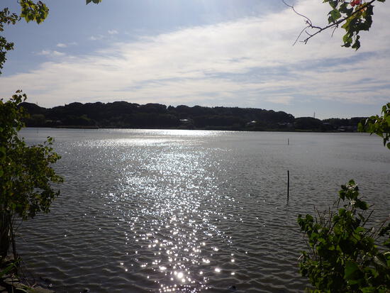 【秋の気配をさがして】佐鳴湖畔に咲く花＆はままつの空