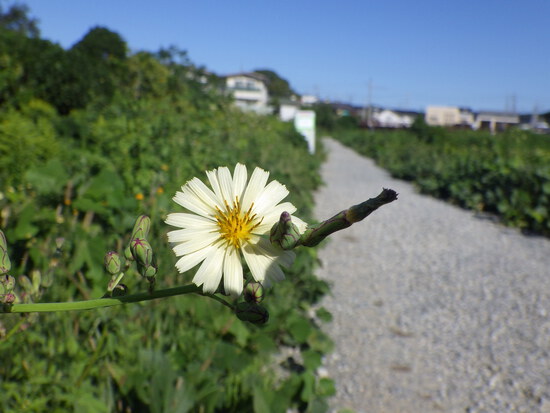 【秋の気配をさがして】佐鳴湖畔に咲く花＆はままつの空