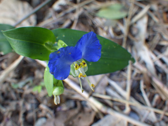 【秋の気配をさがして】佐鳴湖畔に咲く花＆はままつの空
