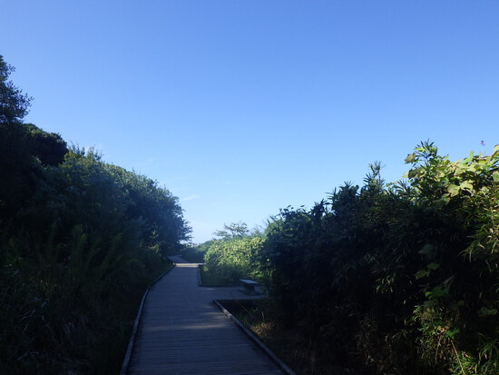 【秋の気配をさがして】佐鳴湖畔に咲く花＆はままつの空