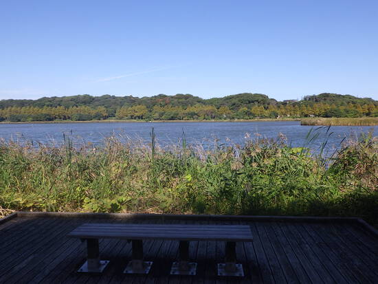 【秋の気配をさがして】佐鳴湖畔に咲く花＆はままつの空
