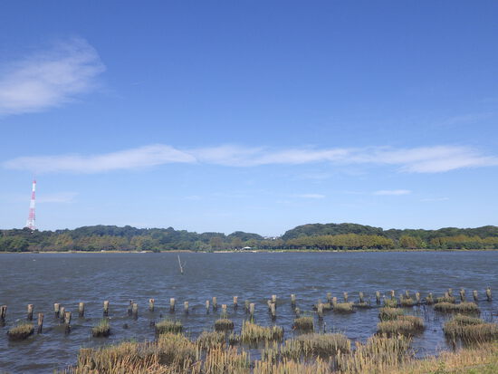 【秋の気配をさがして】佐鳴湖畔に咲く花＆はままつの空