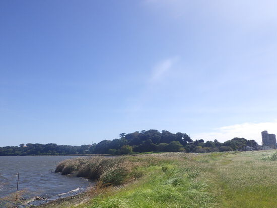 【秋の気配をさがして】佐鳴湖畔に咲く花＆はままつの空