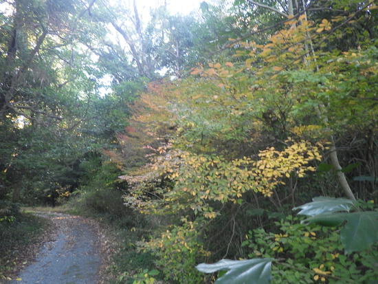 【秋の散歩道】森の水車公園の紅葉の彩り・山茶花（さざんか）との共演
