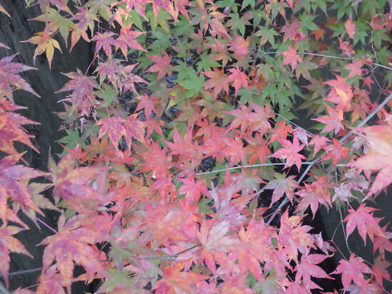 【秋の散歩道】森の水車公園の紅葉の彩り・山茶花（さざんか）との共演