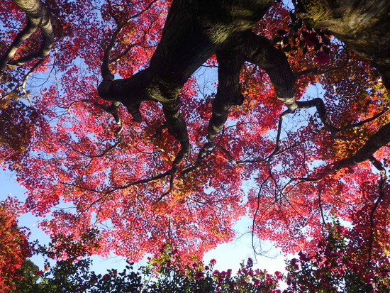 【秋の散歩道】森の水車公園の紅葉の彩り・山茶花（さざんか）との共演