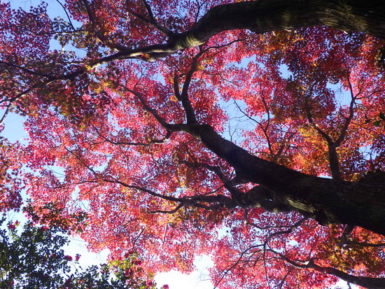 【秋の散歩道】森の水車公園の紅葉の彩り・山茶花（さざんか）との共演