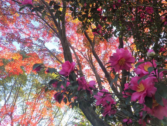 【秋の散歩道】森の水車公園の紅葉の彩り・山茶花（さざんか）との共演