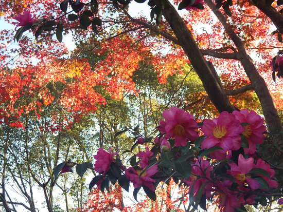 【秋の散歩道】森の水車公園の紅葉の彩り・山茶花（さざんか）との共演
