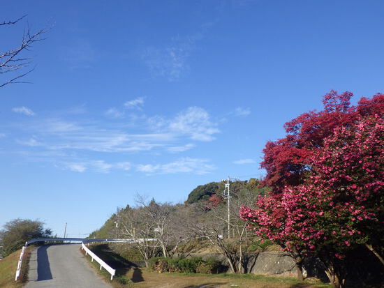 【秋の散歩道】森の水車公園の紅葉の彩り・山茶花（さざんか）との共演