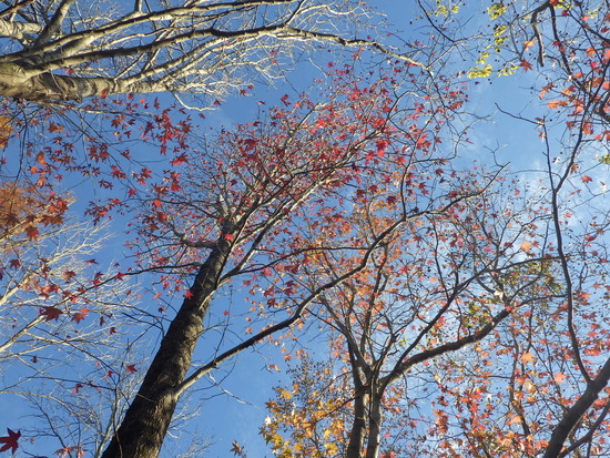 【秋の散歩道】森の水車公園の紅葉の彩り・山茶花（さざんか）との共演