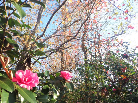 【秋の散歩道】森の水車公園の紅葉の彩り・山茶花（さざんか）との共演