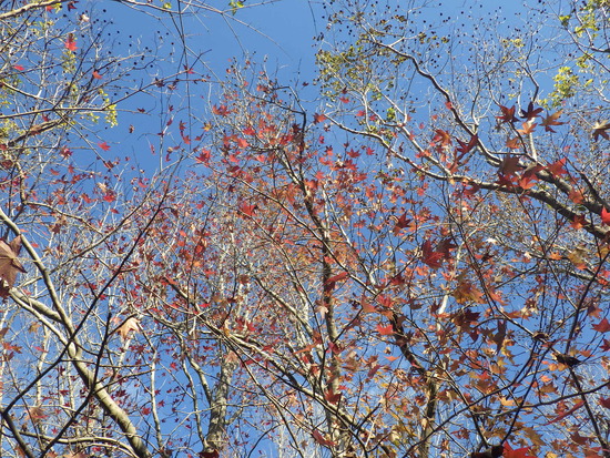 【秋の散歩道】森の水車公園の紅葉の彩り・山茶花（さざんか）との共演