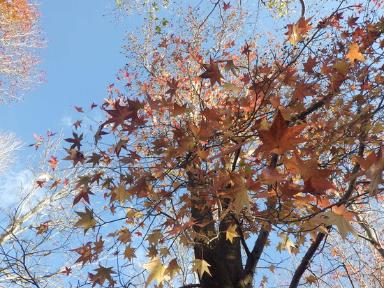 【秋の散歩道】森の水車公園の紅葉の彩り・山茶花（さざんか）との共演