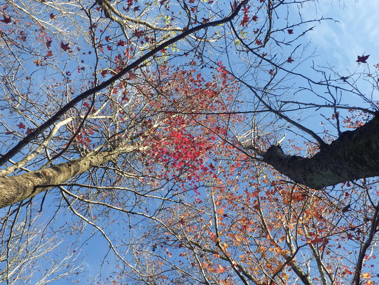 【秋の散歩道】森の水車公園の紅葉の彩り・山茶花（さざんか）との共演