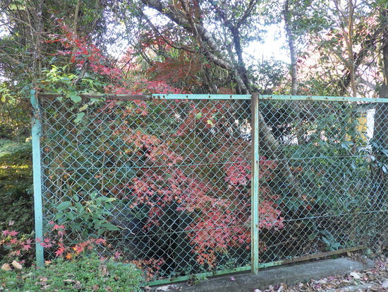 【秋の散歩道】師走の寒さの中の紅葉・森の水車公園は秋から冬へ