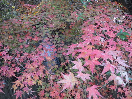 【秋の散歩道】師走の寒さの中の紅葉・森の水車公園は秋から冬へ