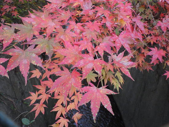 【秋の散歩道】師走の寒さの中の紅葉・森の水車公園は秋から冬へ